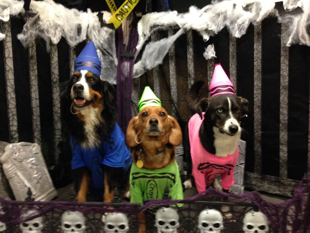 three dogs dressed up for halloween